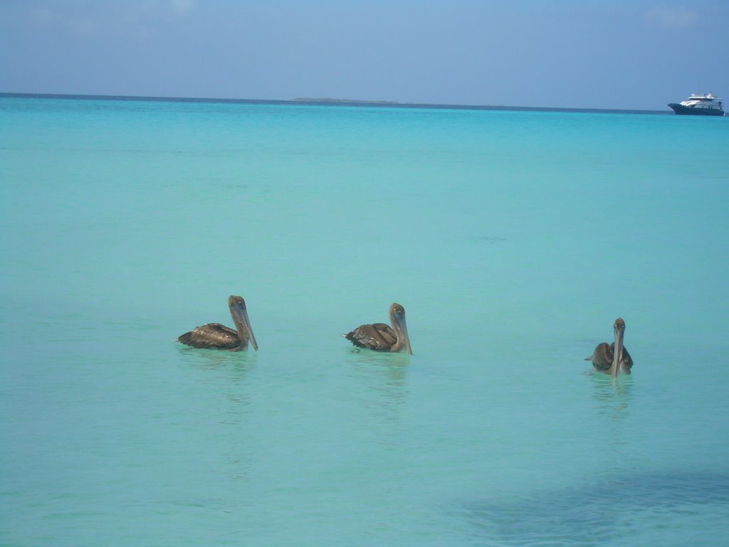 pelicanos e madrisqui by diegosaliva