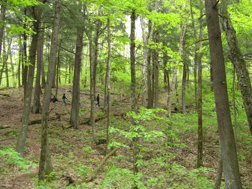 May 2007 - Namekagon Lake, Wisconsin. Forest Lodge Nature Trail. by BRIAN ZINNEL