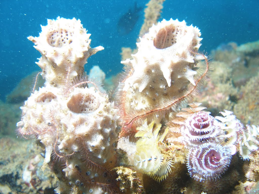 Corales - A orillas de Chichiriviche de la Costa by xiboard