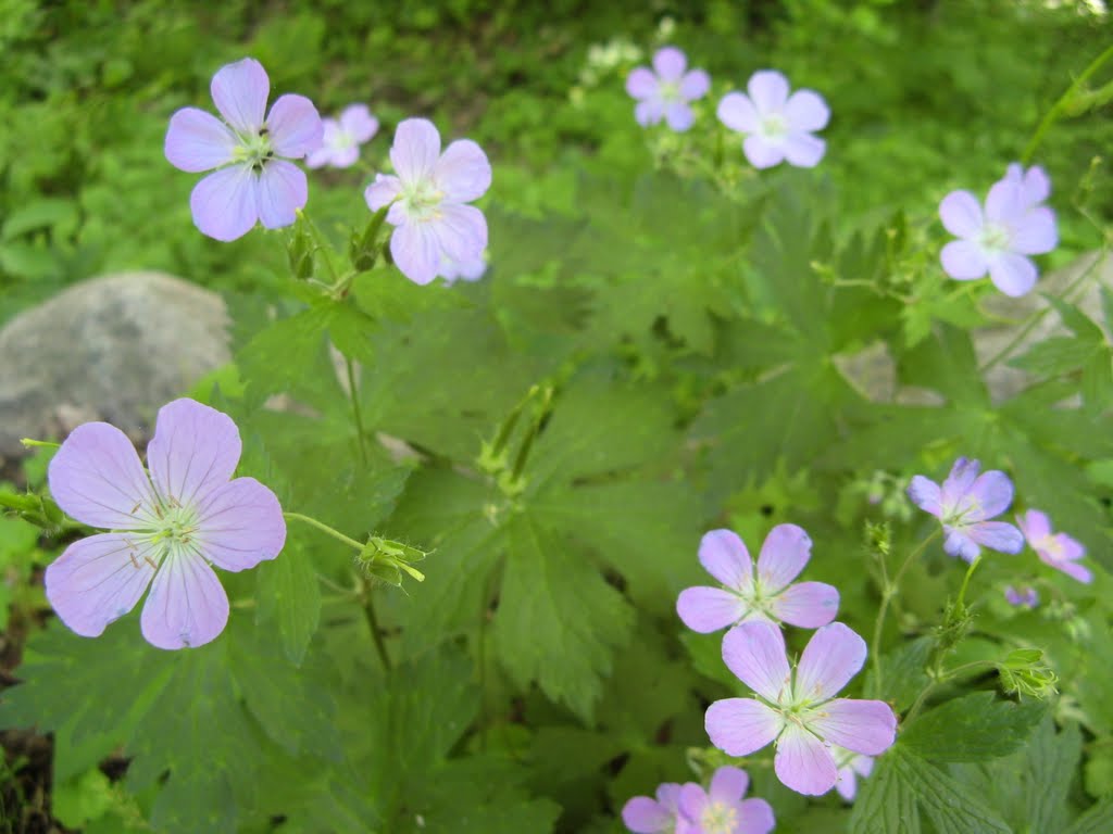 May 2007 - Chaska, Minnesota. Purple wildflowers on a walking path at the Minnesota Landscape Arboretum. by BRIAN ZINNEL