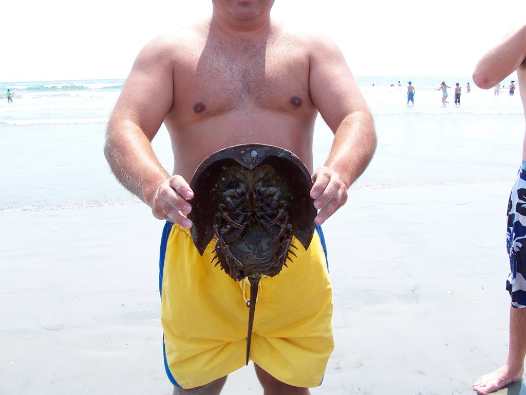 Me with the Horseshoe Crab by steflac