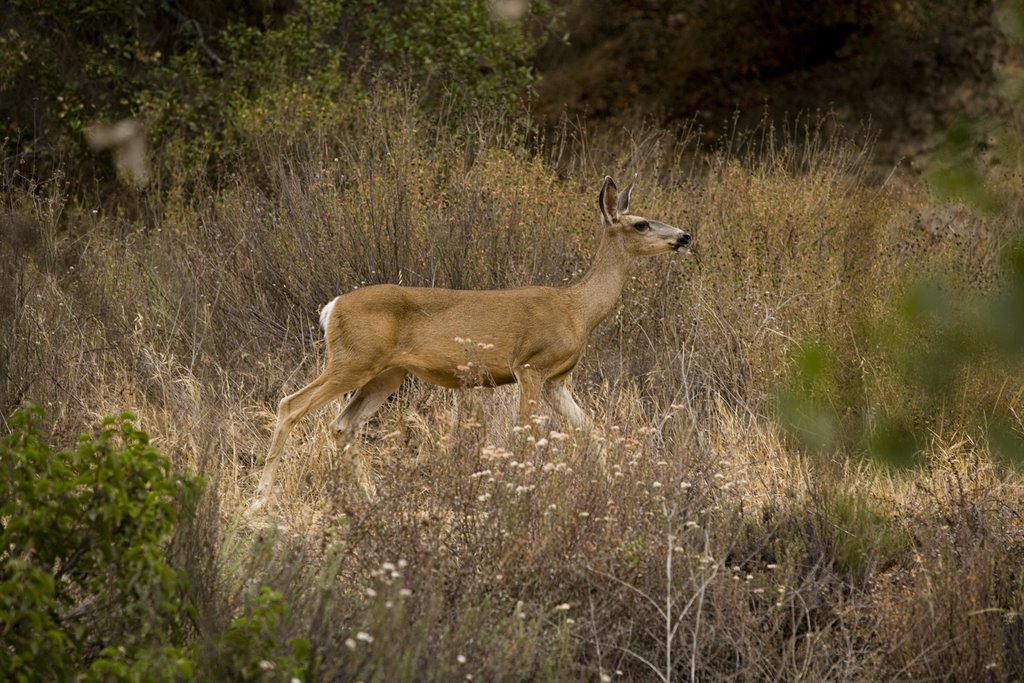 Malibu Creek State Park-Summer by Emad Asfoury