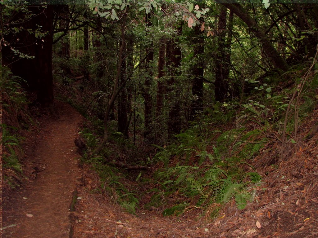 Old forest Muir Woods by A.T. Burke