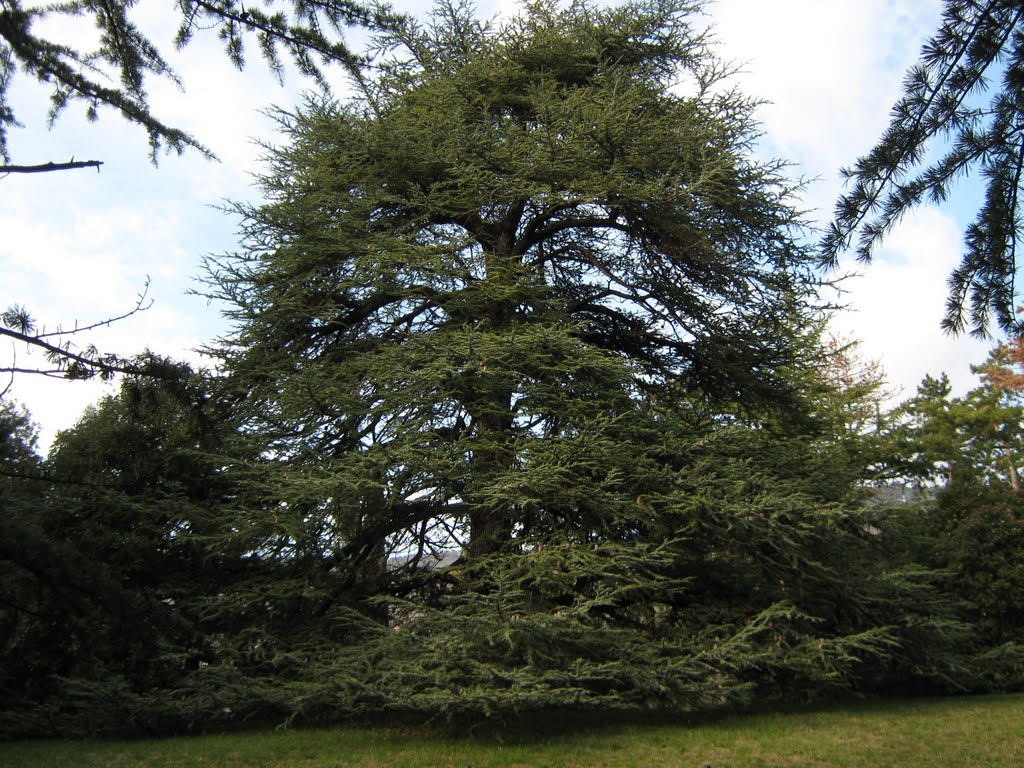 A passeggio per il parco"ammiri degli alberi maestosi" by Fulvio Bacchia