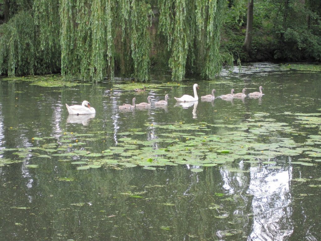 Swans in KW by waterrat