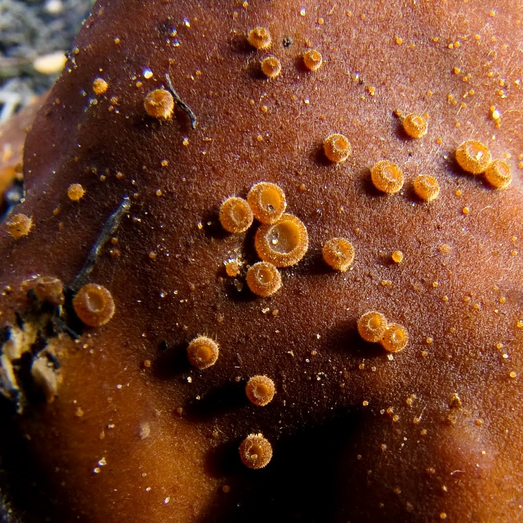 Opalen pelsbekertje (Trichophaea gregaria) op een Oliebolzwam (Rhizina undulata) by mzw a.k.a. uaf