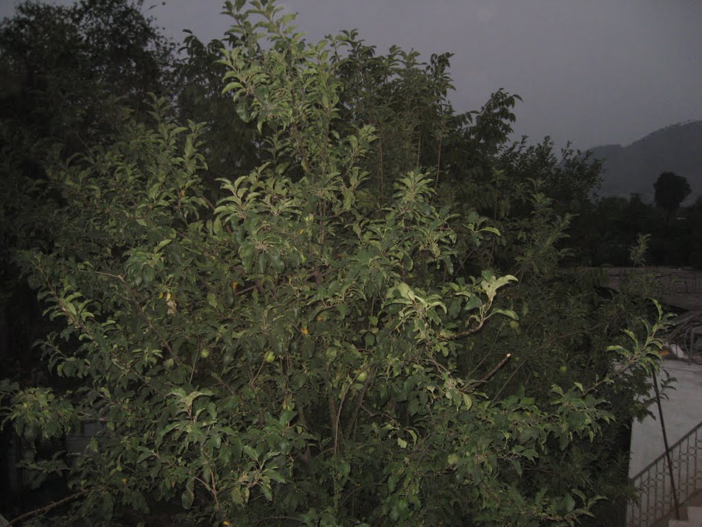 Apple Tree At Our Home (Mansehra college doraha) by yasir jalal