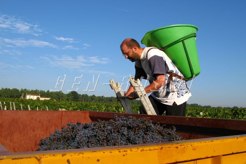 Illats - Les vendanges - Le porteur et sa hotte by Jean-Michel Rossigno…