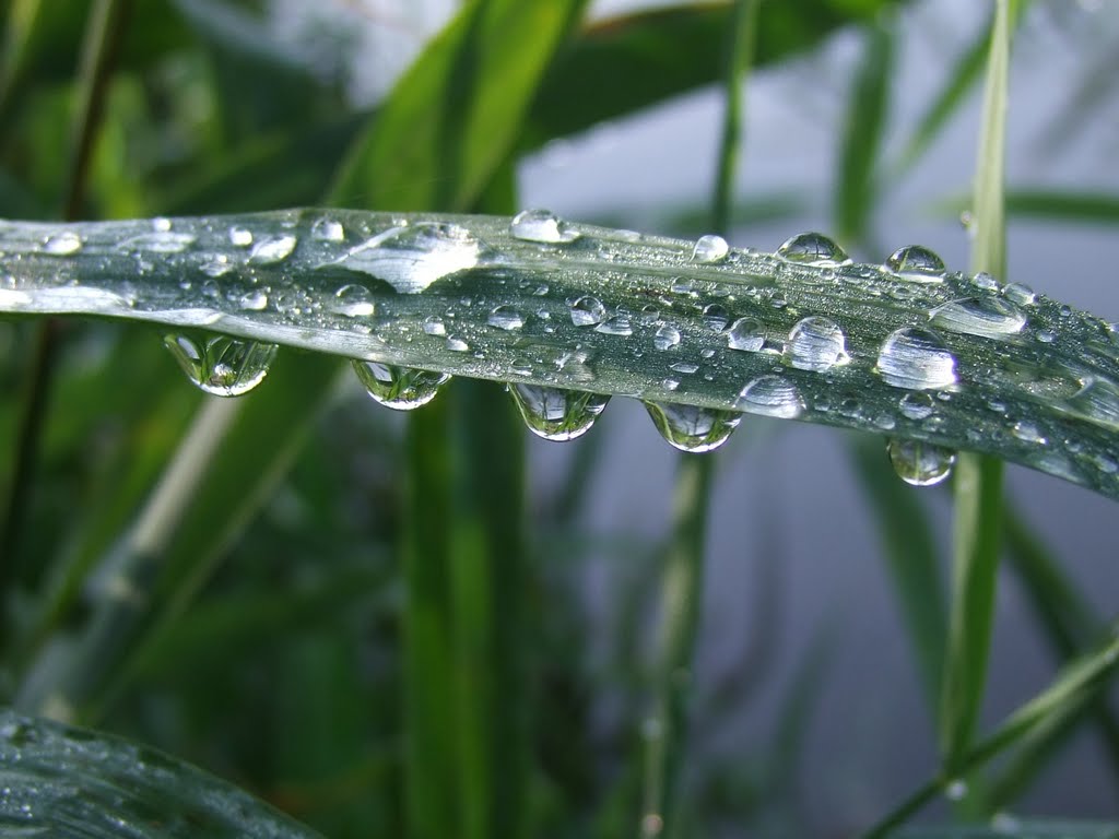 Vízcseppek - Water drops by Hendrik Péter