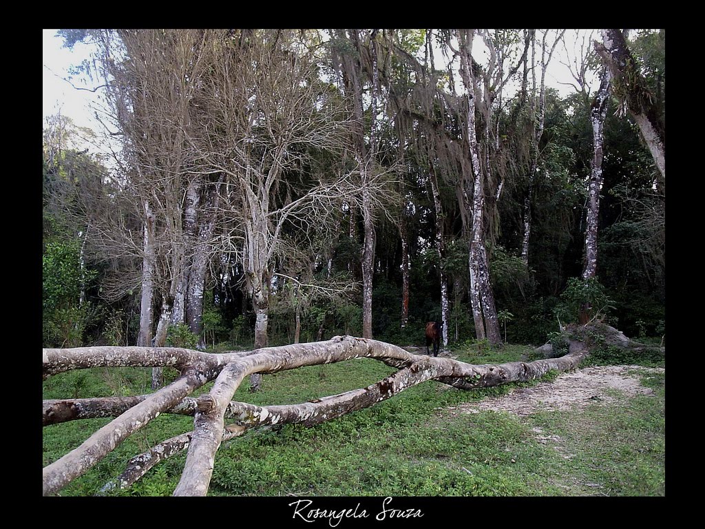 Mata da Caixa D'agua - entrada de Nova campina by Rosangela SOuza