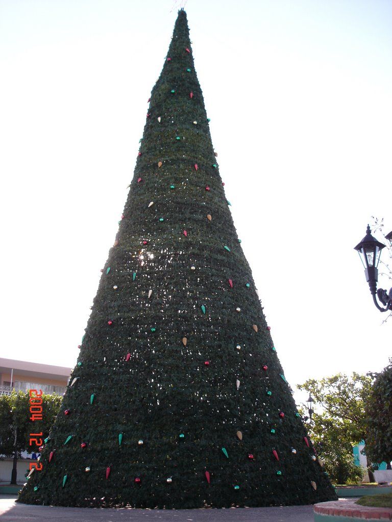 Arbol de navidad en la playa de vega baja by Pedro J. Bonilla Bello