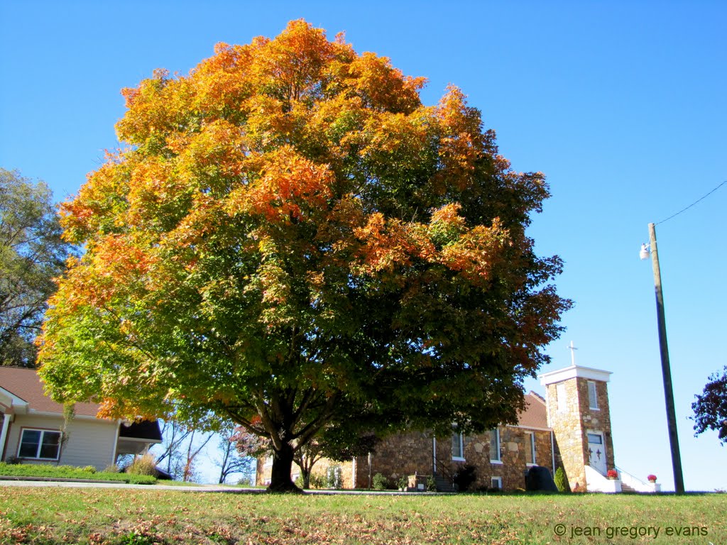 Big Tree in front of Clark's Chapel United Methodist Church by ~jean~