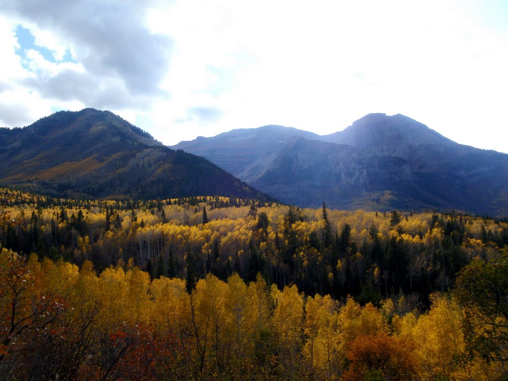 Mt. Timpanogos and Yellow Aspens by aaronwilsonphotograp…