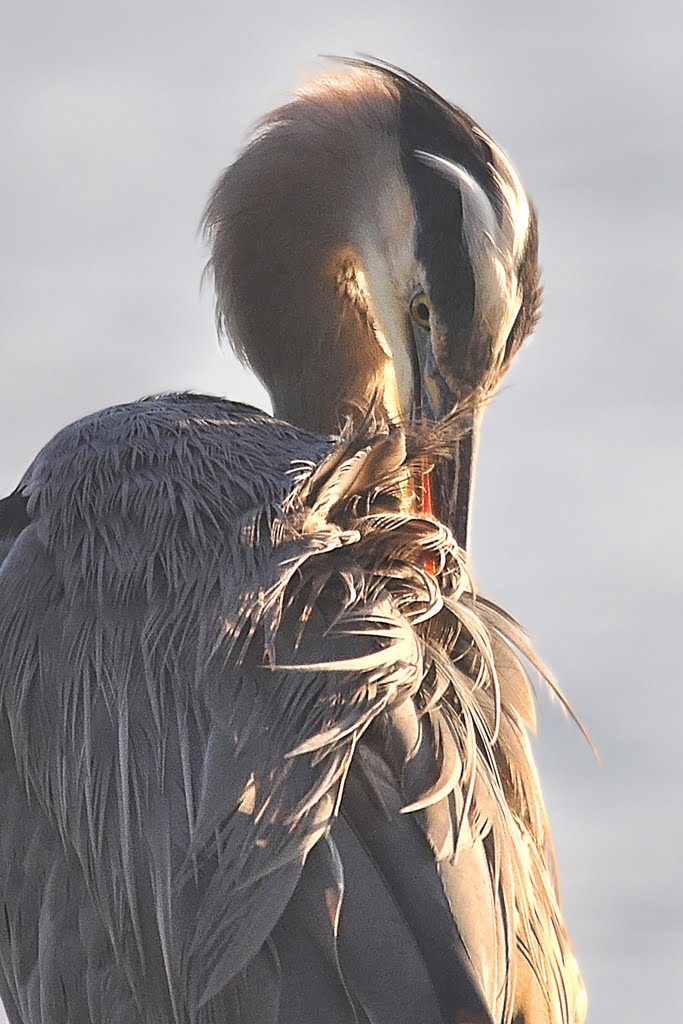 Preening Heron by seabow