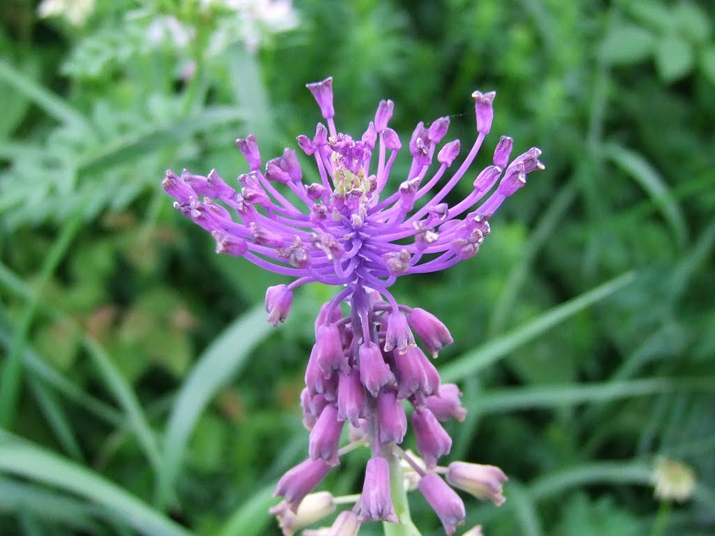 Üstökös gyöngyike (Muscari comosum) by Hendrik Péter