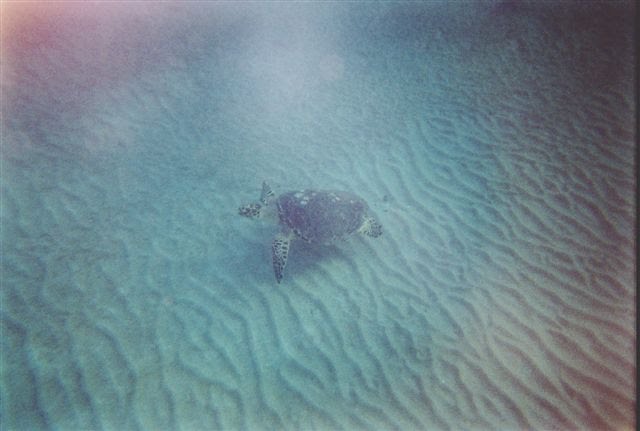 Egypt, Taba. Red sea.Tortoise by Sergei Che