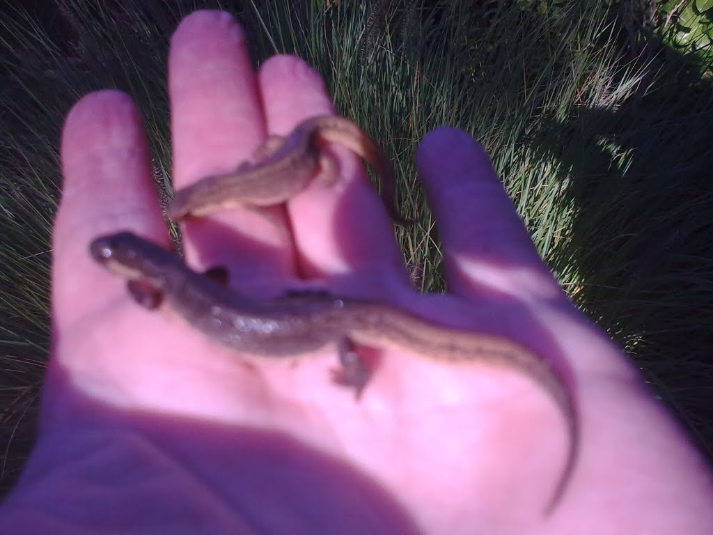 Verdwaalde salamanders gevonden op de drempel van de achterdeur by Gerda van de Louw