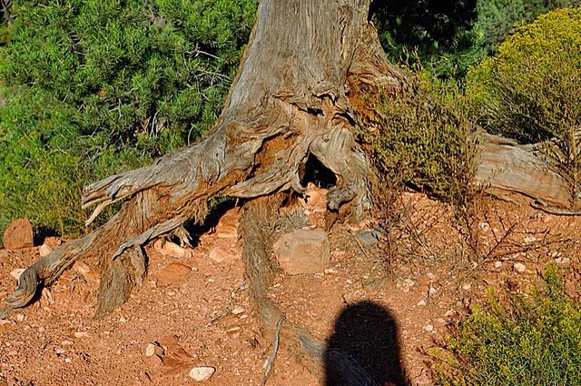 Bell Rock Trees @Sedona by wube kumsa