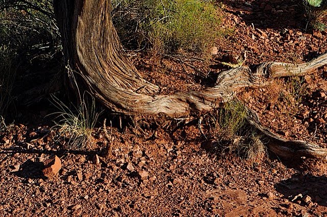 Bell Rock Trees @Sedona by wube kumsa