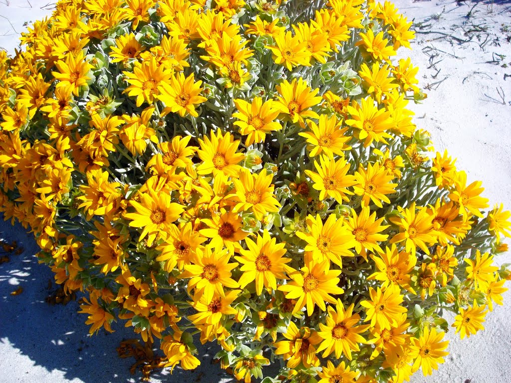 For Teunis & Sarah O : Dune Daisies (Didelta carnosa) or 'Duine-gousblomme' - a little pot of gold that anchors the sand dunes by Hazel Coetzee