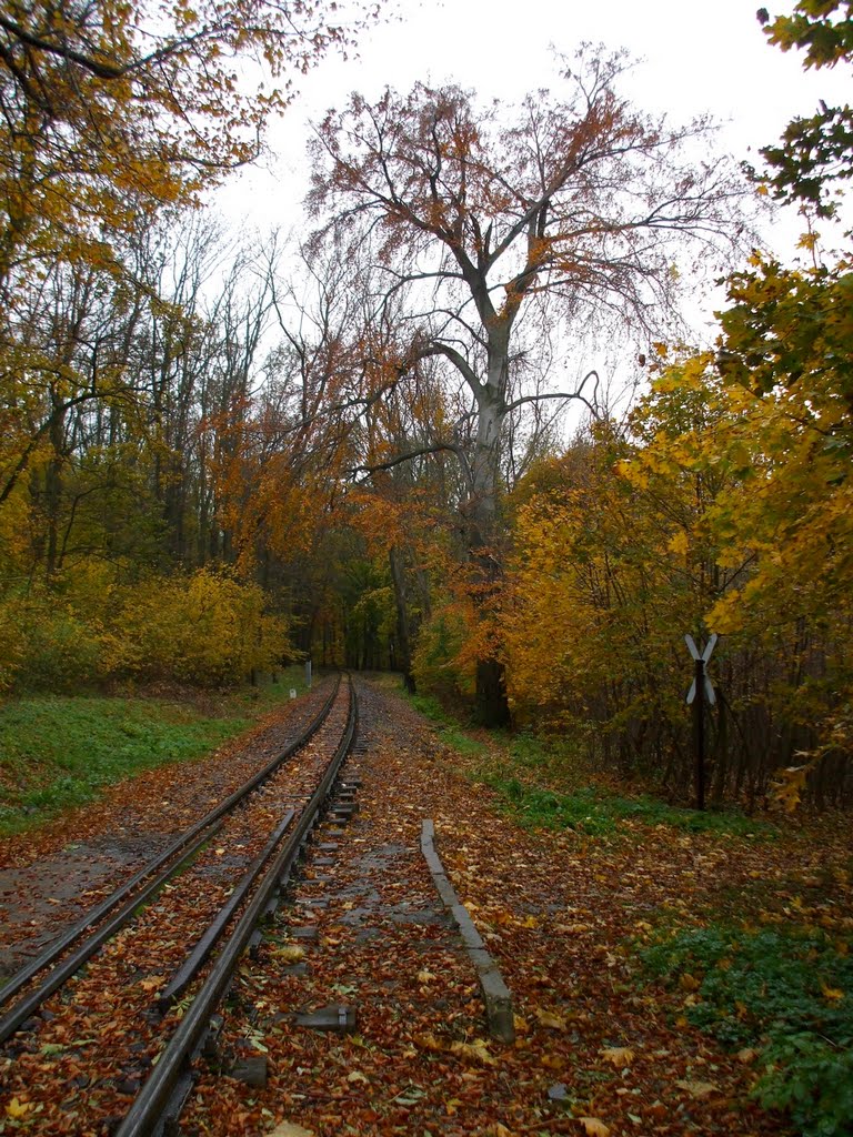 201010201514 Őszi erdő by Harmadik