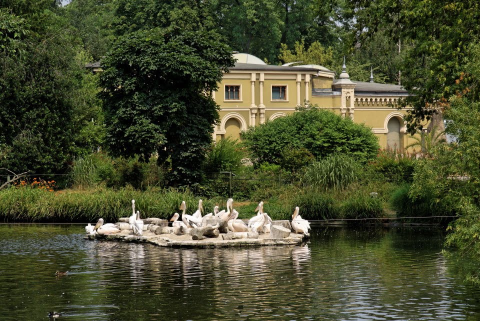 Kölner Zoo - Pelikane vor dem alten Elefantenhaus by Thomas Uhlendorf