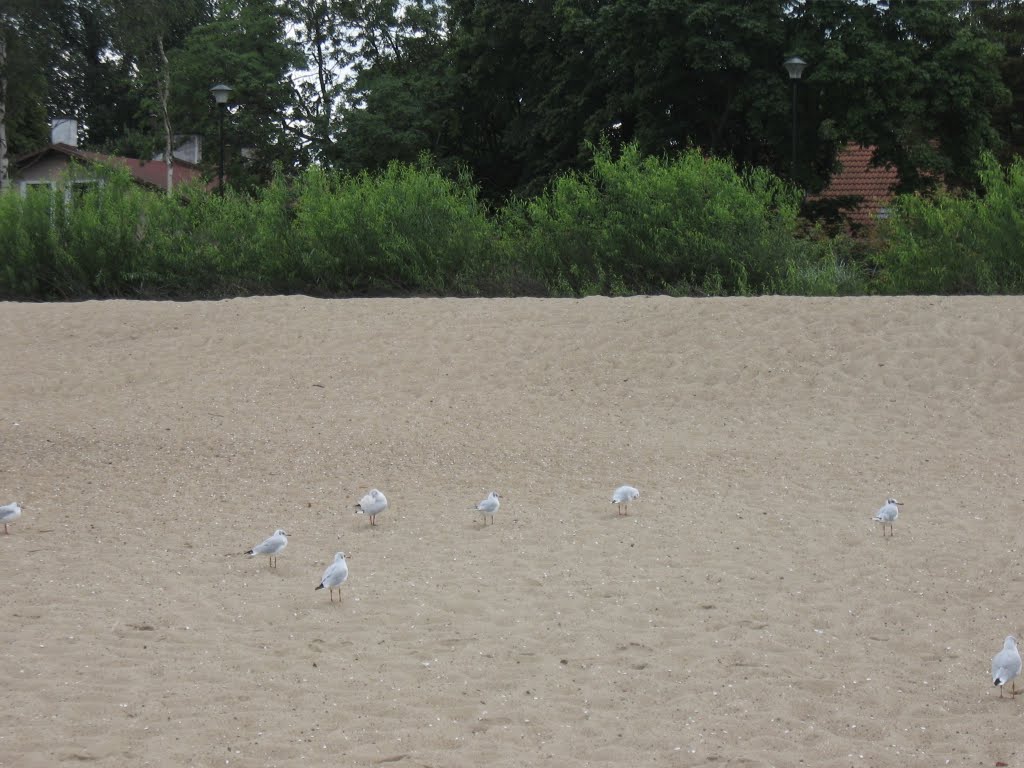 Mewy na plaży ♦ Polish seagulls by i.bulyha