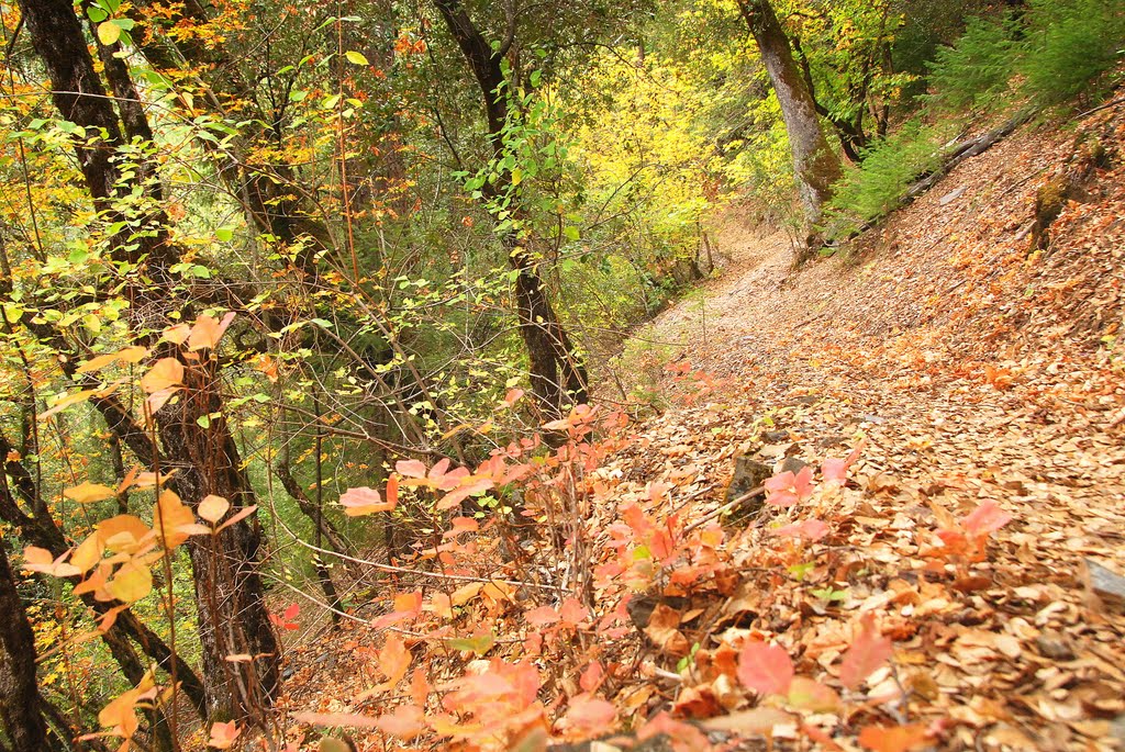 PCT in Fall colors by Damon Tighe