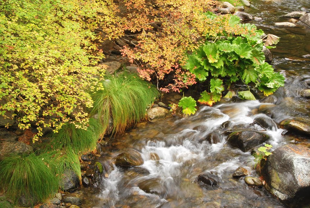 Bear Creek by Damon Tighe