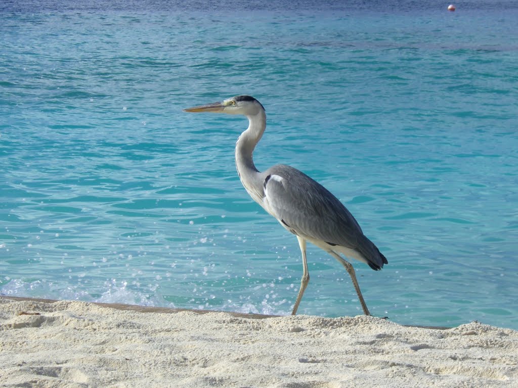 Maldive Huvafen Fushi by aki-f