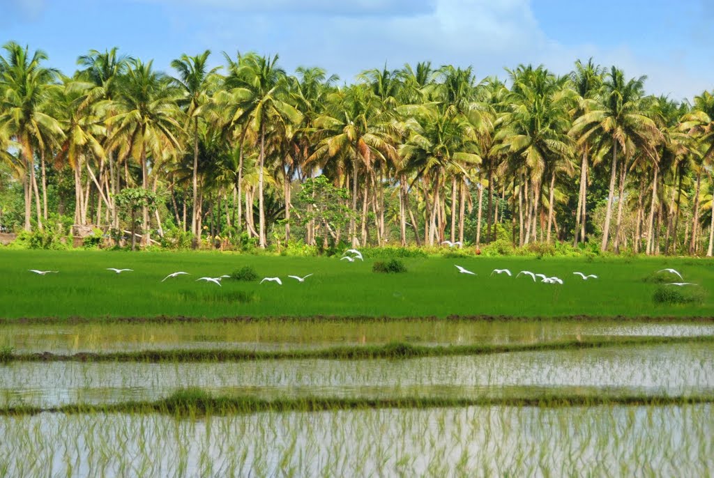 Rice fields, egrets and coconut trees by Damon Tighe