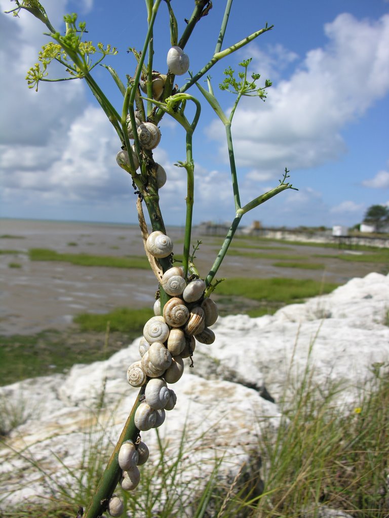 Snails on plant/K.G. by Koene G. de Boer