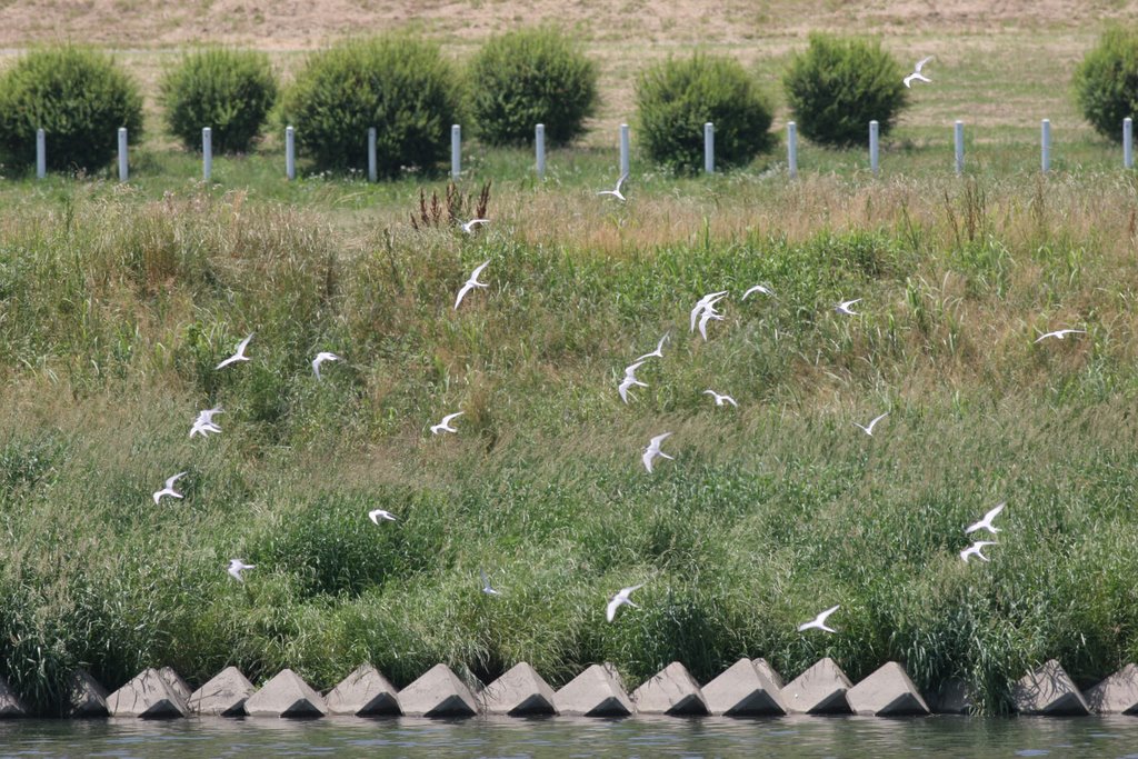 Colony of little-tern (ko-ajisashi) by t_bel