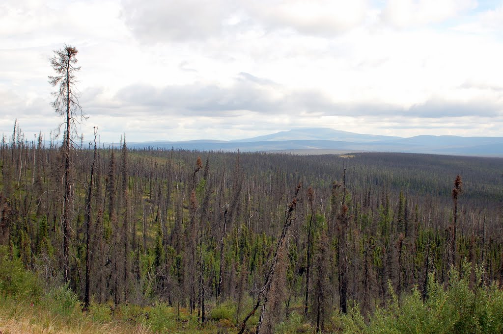 Forest Fire damage along the Taylor Highway southwest of Chicken, AK by Scotch Canadian