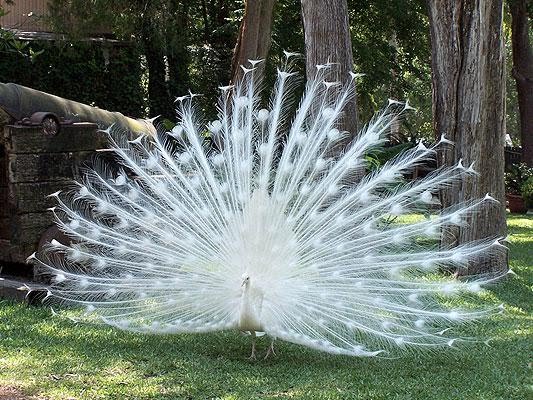 White Peacock, Tucson, Arizona by STEPHANIE SARNOFF