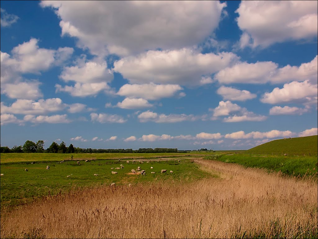 Schapen langs de dijk by wilma1812