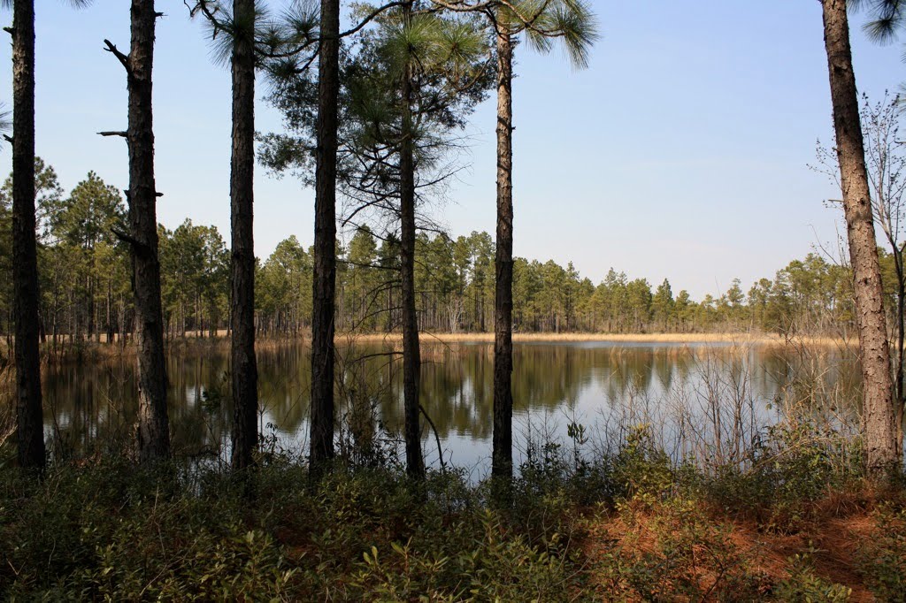 Green Swamp Ecological Preserve by John Carter