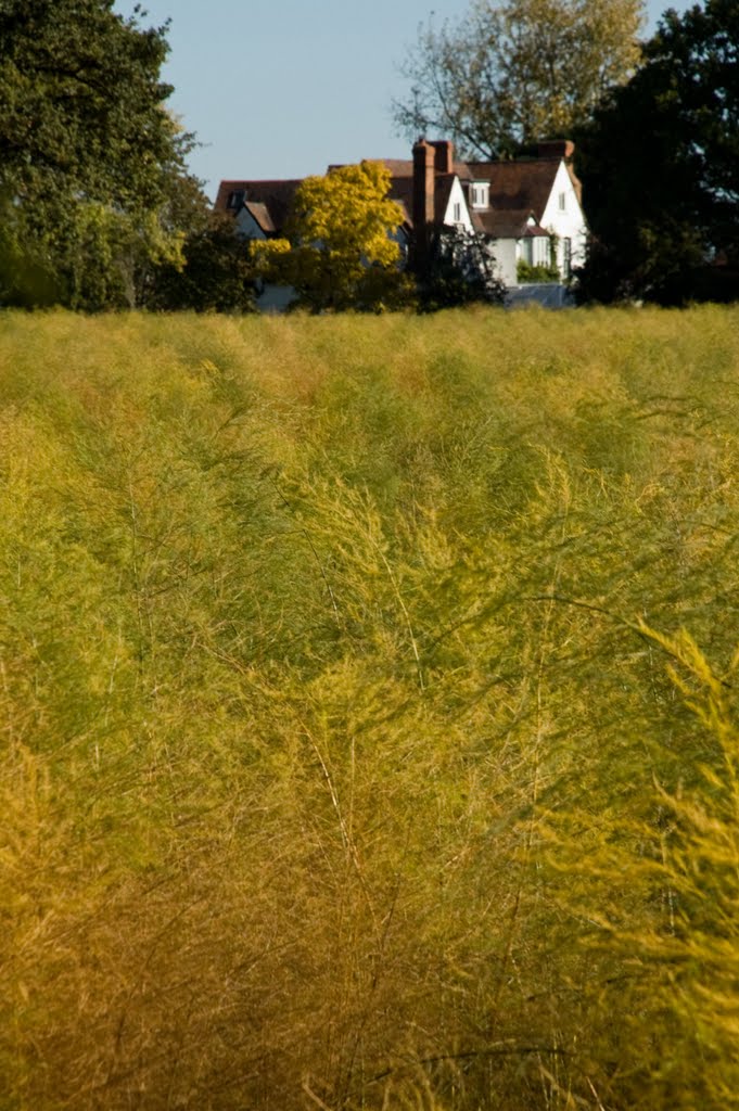 Asparagus Leaves and White House, Birlingham by David Bainbridge