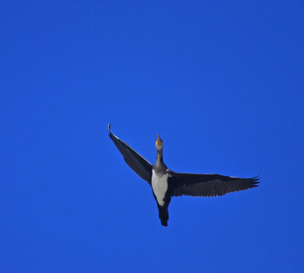 Cormorant in tuxedo by Dani Isaie