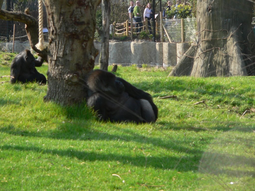 Zoo of london by herbert.anton.weber@gmx.de