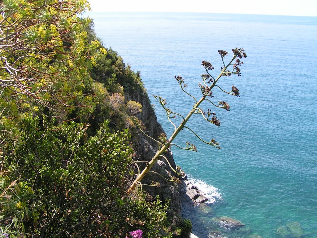 Cinque Terra Hike by m raleigh