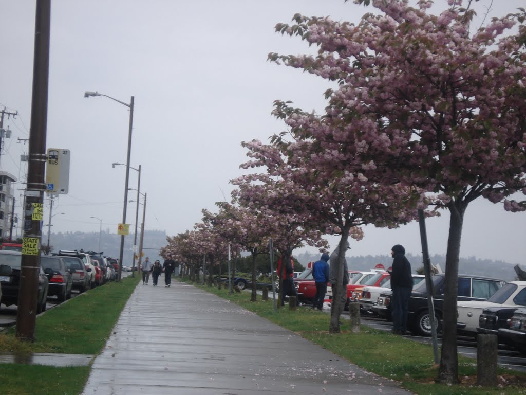 Hamilton view point park in Seattle. WA. by naveen  sharma