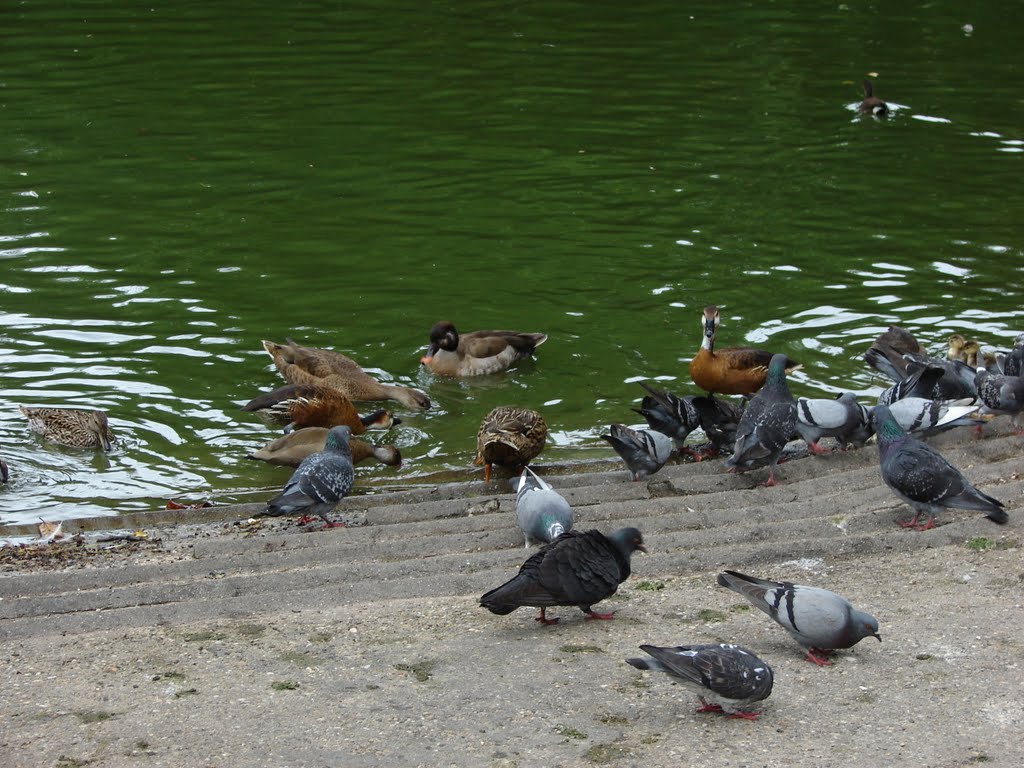 Jardin Public, Bordeaux, Aquitaine, France by M.Strīķis