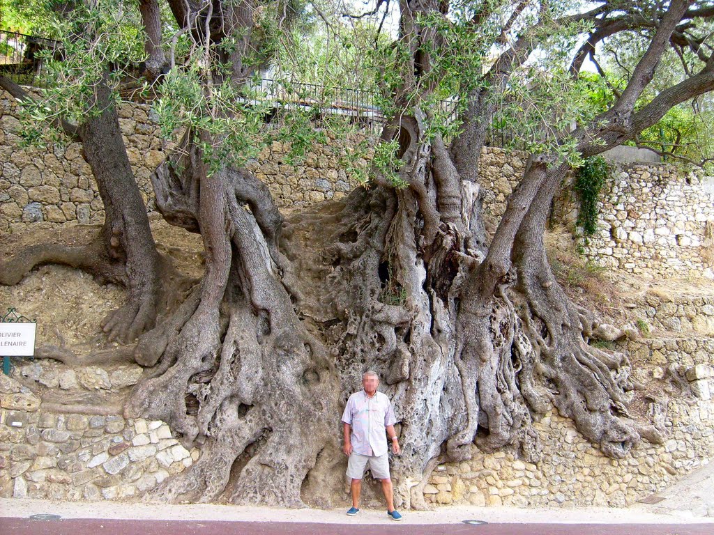 ROQUEBRUNE-CAP-MARTIN : L'UN DES PLUS VIEIL OLIVIER DU MONDE (+ de 2000 ANS) by CHPOLONAIS