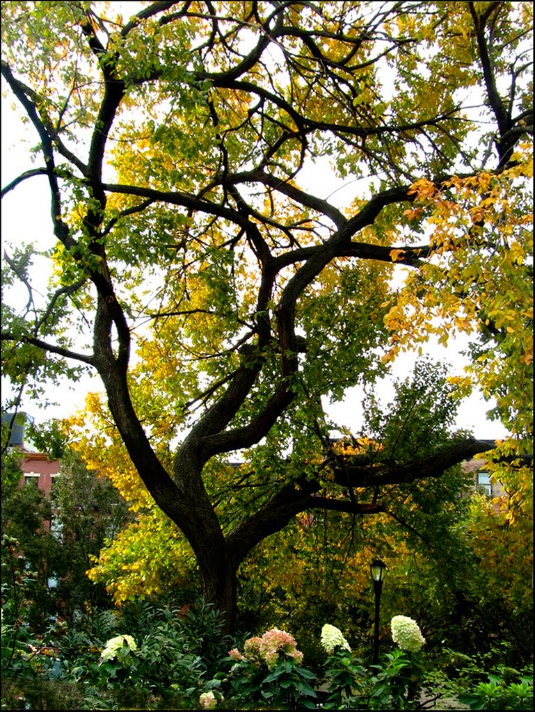 Fall in Tompkins Square Park - East Village, NYC - October 2010 by LuciaM