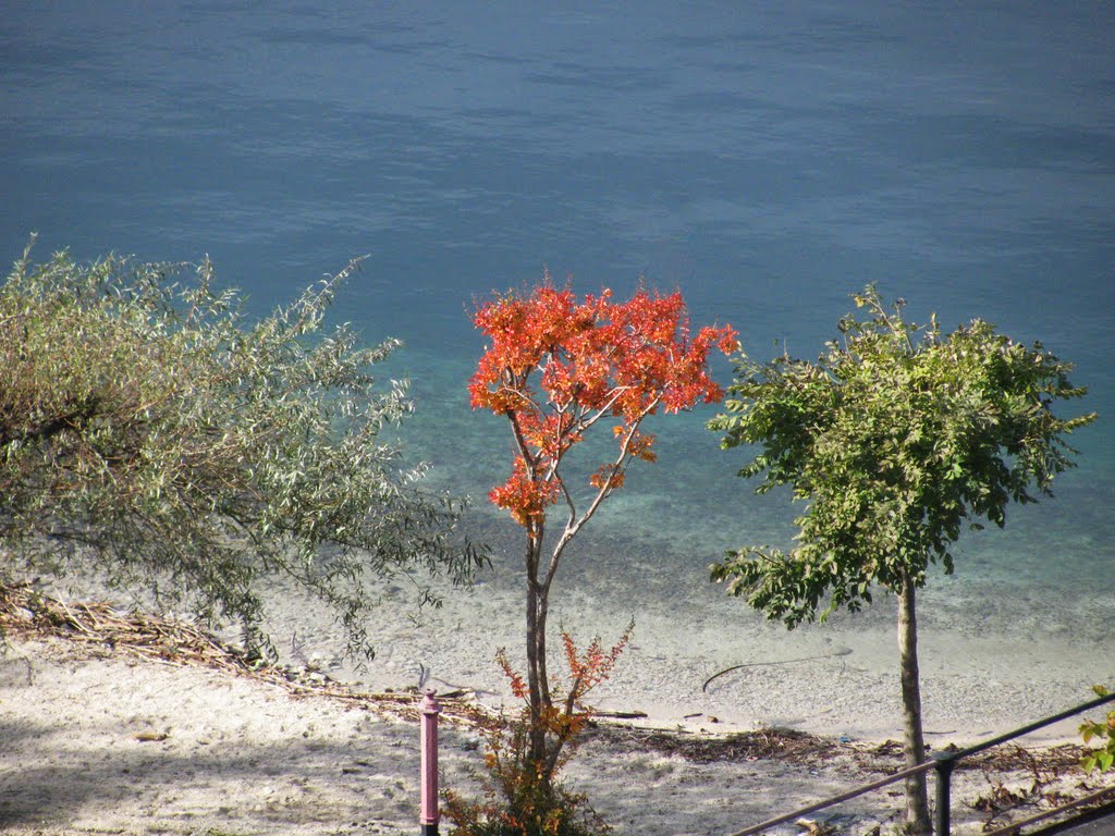 L'ultimo Albero-Fiamma del lago (19 ottobre 2010) by Marco Carnelli