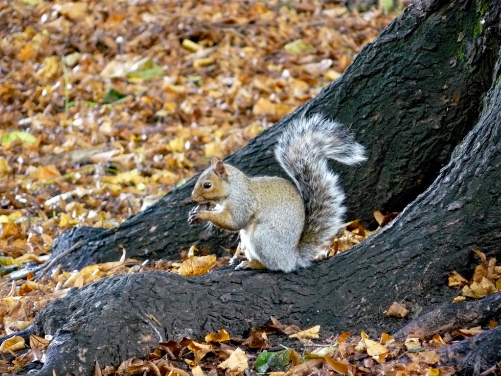 Squirrel in Bute Park by Ibshadow