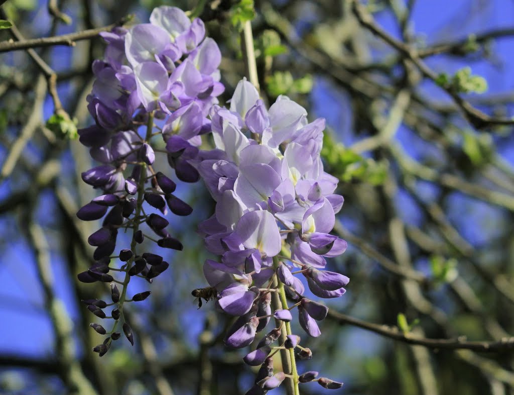 Wisteria in this year spring by photo Kazia