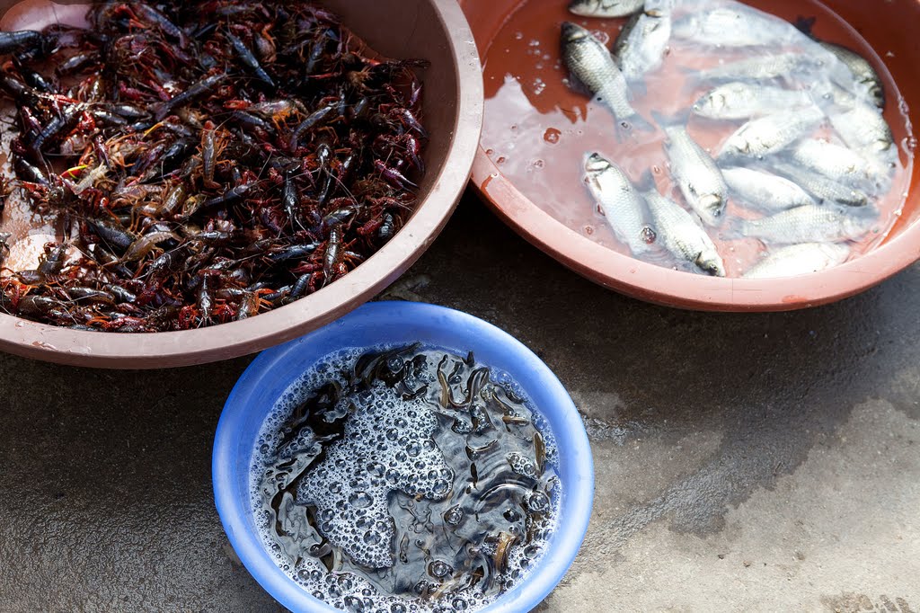 Fishmonger's wares by waynebrink