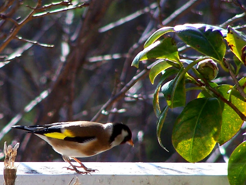 Καρδερίνα -Carduelis - Birds from Gerakas by Vasilis Anastopoulos